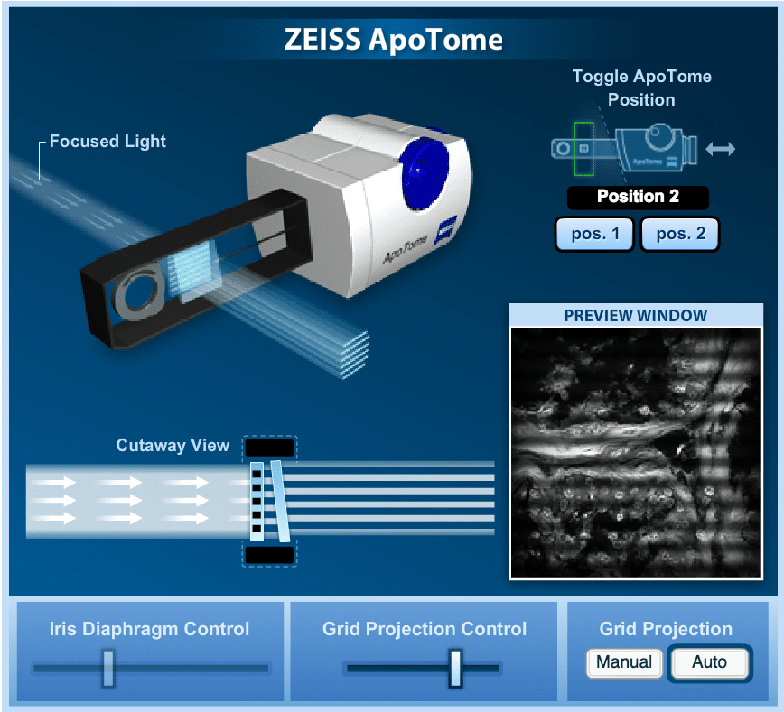 Confocal Laser Scanning Microscopy Examination of Cell Cultures in  threedimensional Scaffolds for Tissue Engineering, Microscopy and  Microanalysis