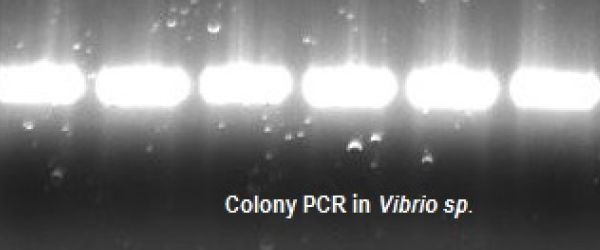 To boil? Or be boiled? Saving Time With Colony PCR