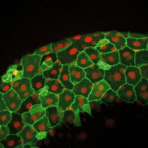 figure3: Live-cell imagine of Zebrafish, captured with ZEISS Cell Observer SD