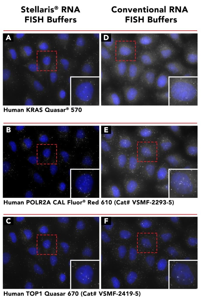 FISHing Made Easy with Stellaris® DesignReady Assays from Biosearch Technologies