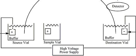 Capillary Gel Electrophoresis An Alternative To Sds Page