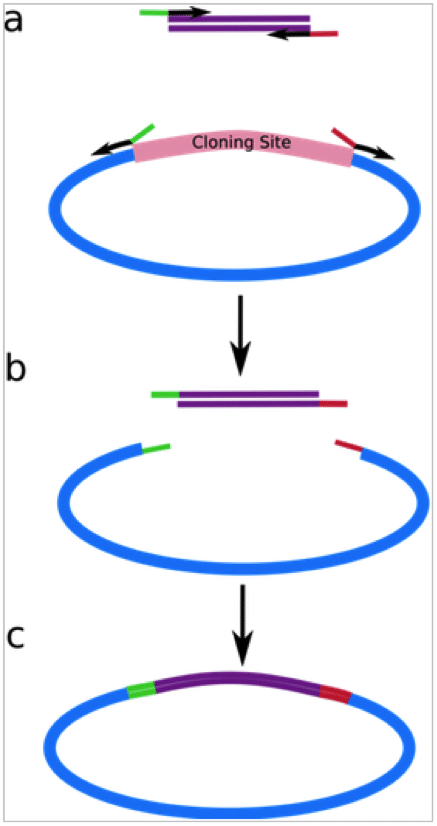 cloning process