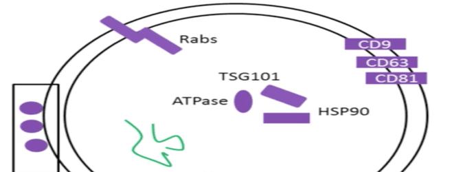 a_beginners_guide_to_studying_exosomes