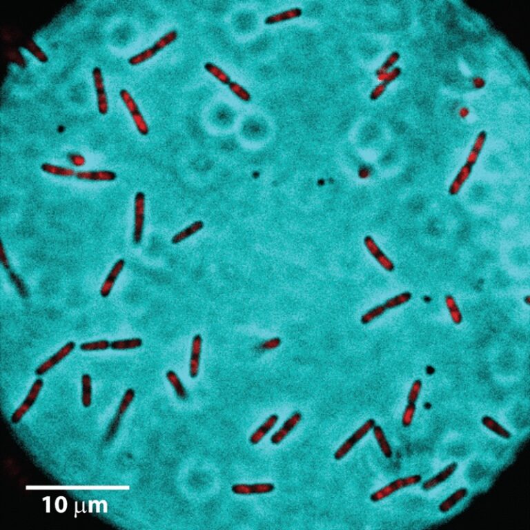 How to Become a Live Cell Paparazzo: A Beginner’s Guide