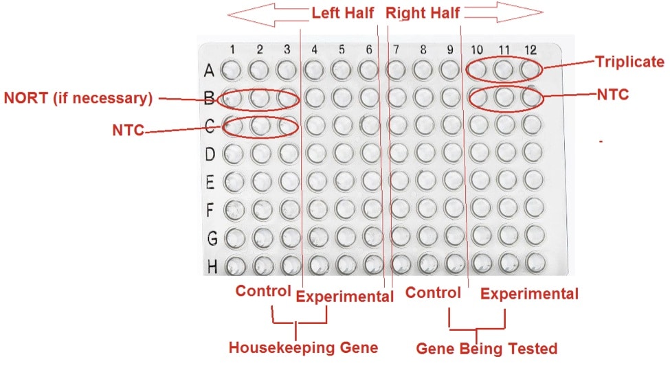 Qpcr Template Printable