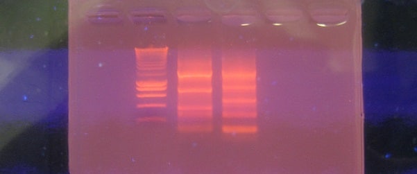 Burning Bright: A Brief History Of Ethidium Bromide DNA