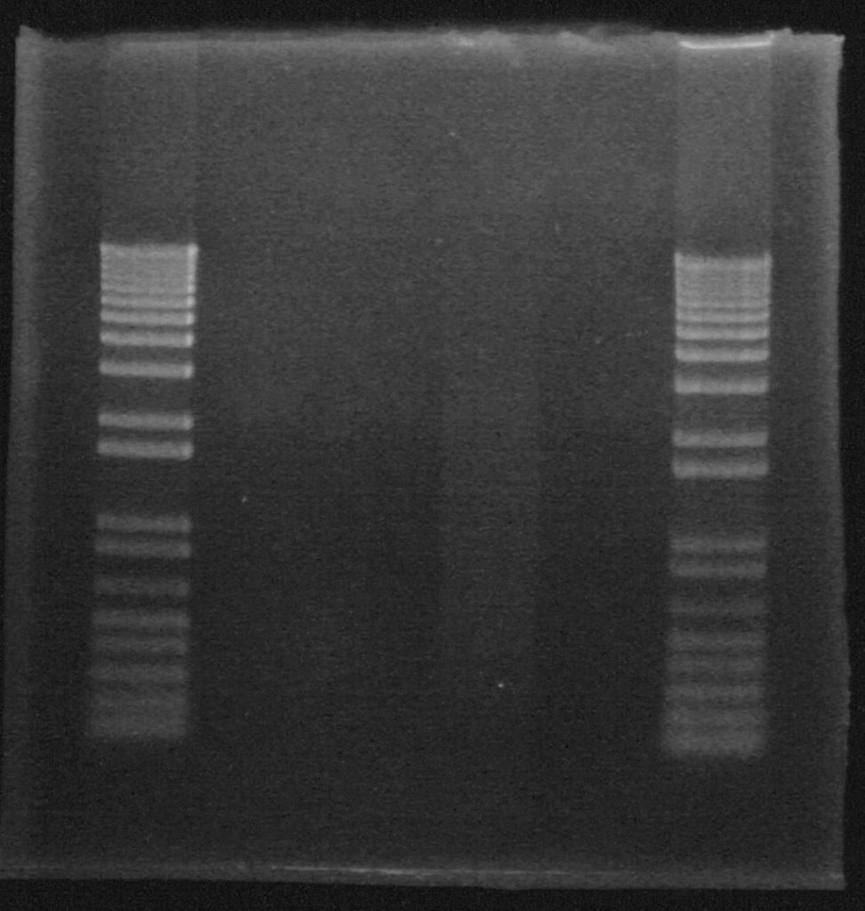 Faster, Even Cooler DNA Gels!