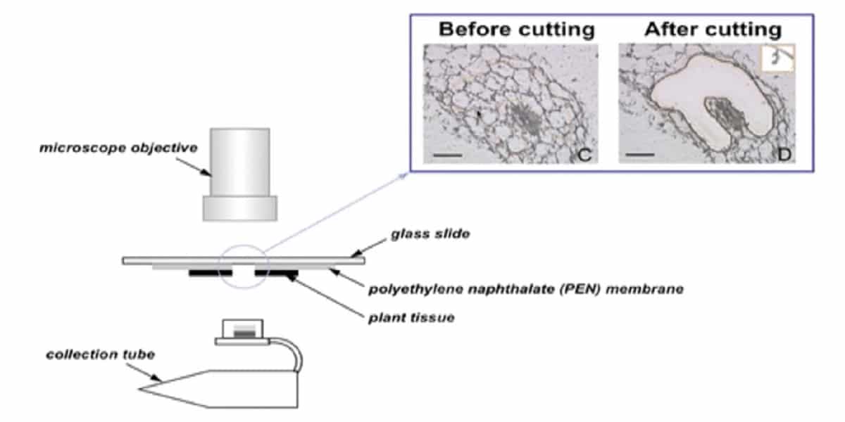 Leica Microsystems Laser Microdissection Dissection Perfection