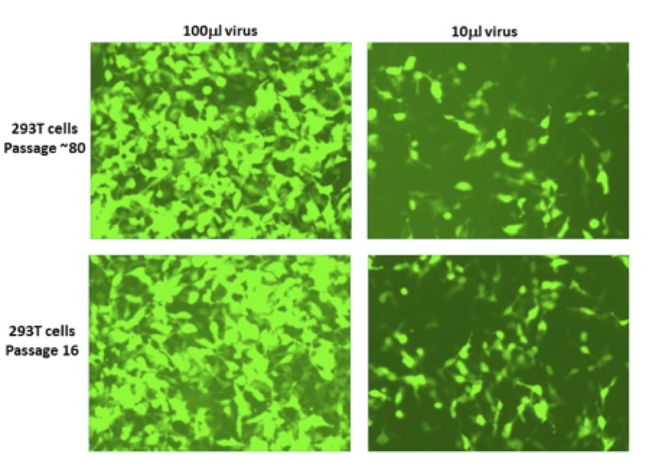 Increase Your Lentiviral Titers? Focus on Your 293T Cells