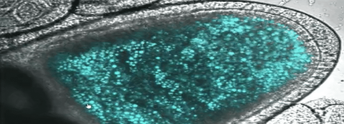 using_fit_probes_and_super-resolution_microscopy_to_decipher_steps_of_mrnp_assembly_in_developing_oocytes
