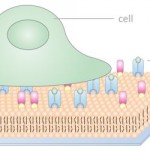 supported lipid bilayers