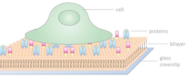 supported lipid bilayers