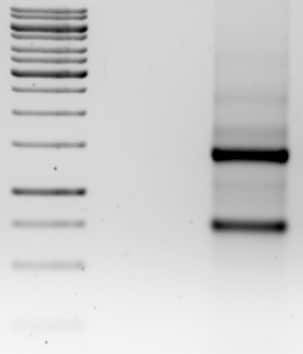 Rnase contamination