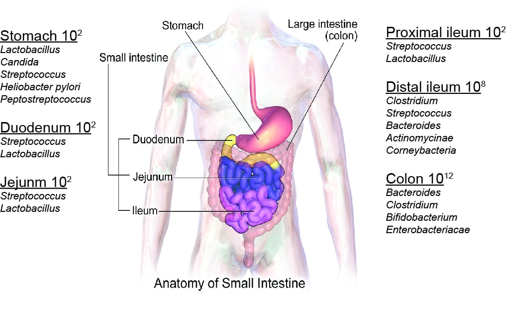 The World of Microbes (II): The Gut Microbiome in Health and Disease