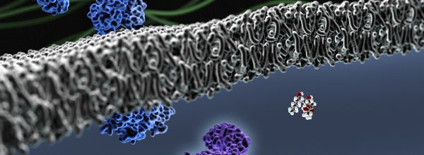 lipid bilayers