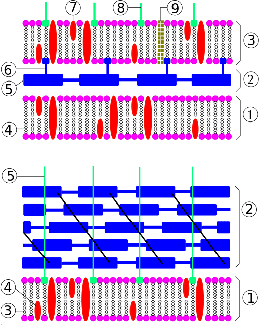 World of Microbes Part 3: Antibody Production with Microbes