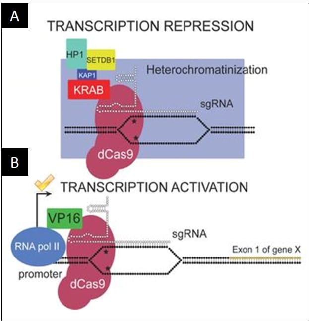 Controlling Gene Expression with CRISPR Interference (CRISPRi)