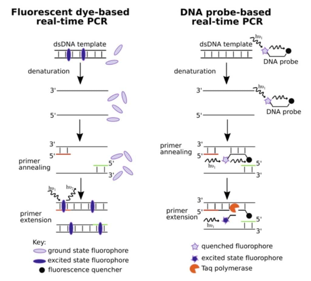 The Real-Time PCR Digest