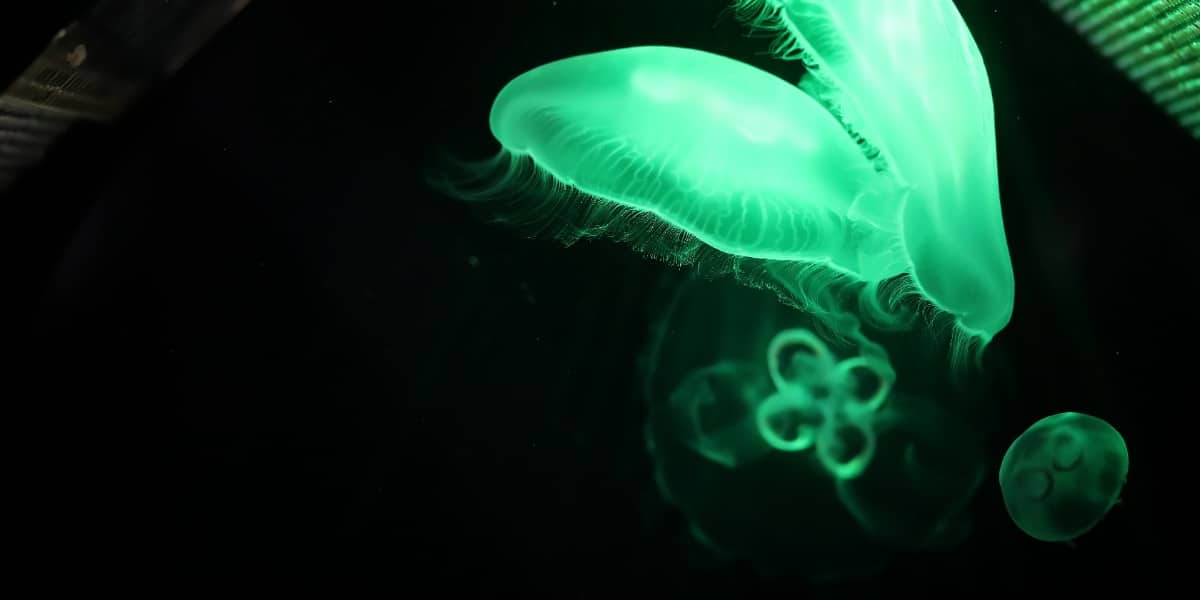 jellyfish central to the development of GFP