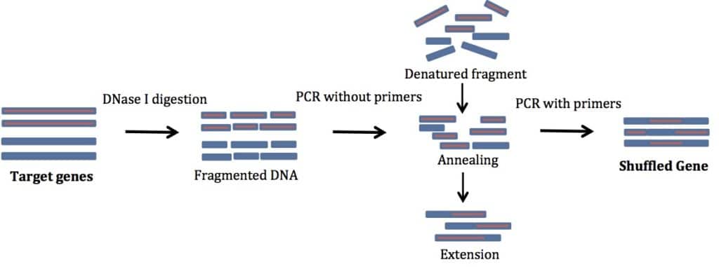 DNA Shuffling Like a Pro