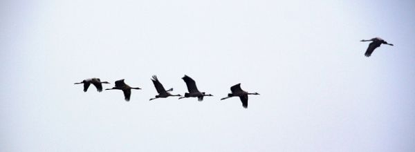 What Leaders Can Learn From A Flock Of Birds About The Balance Between  Leading And Following