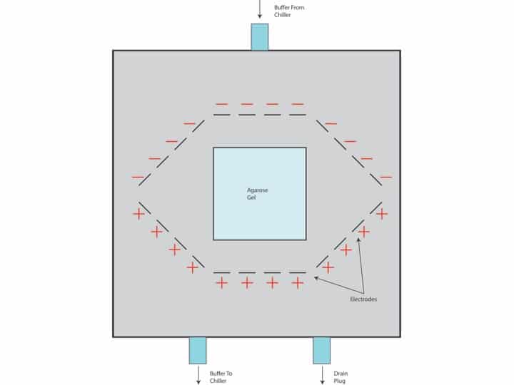 Pulsed Field Gel Electrophoresis – The Basics