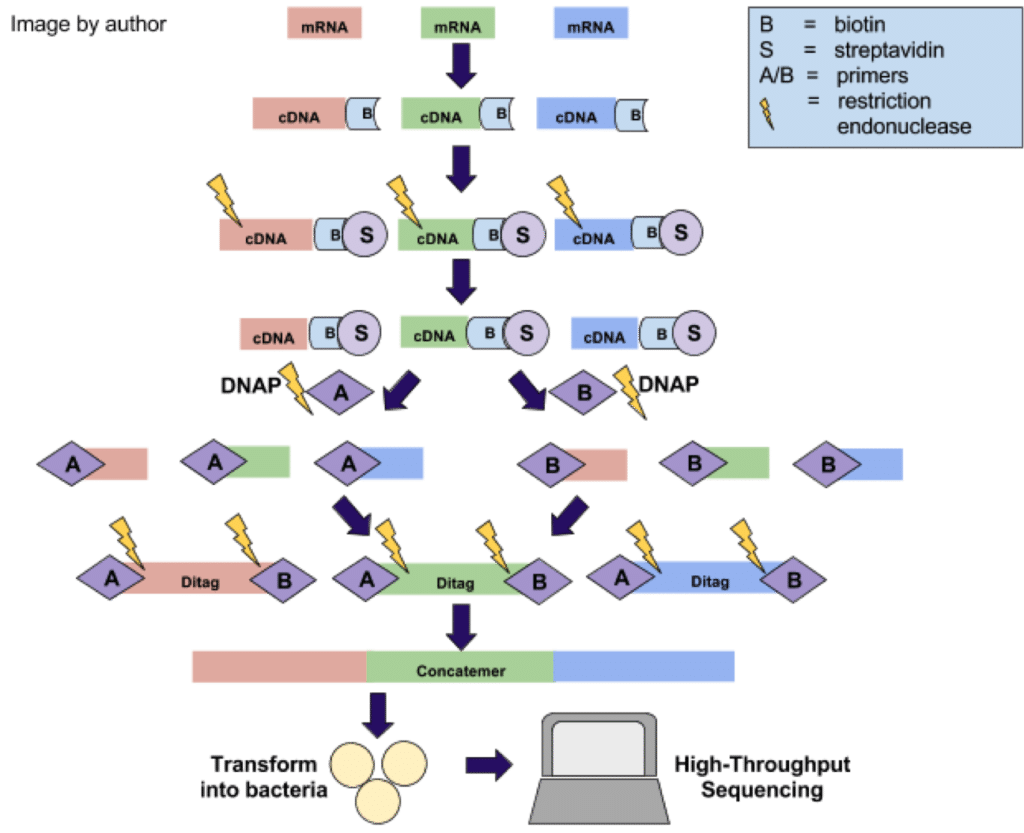 Vital for Soup, Vital for Labs: Serial Analysis of Gene Expression (SAGE), part 1