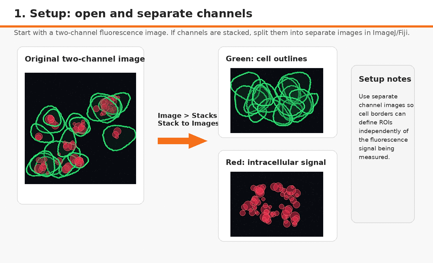 A Simple Method for Measuring Intracellular Fluorescence
