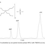 How to Separate Nucleotides Using Ion-paired Reverse Phase HPLC