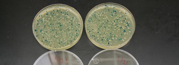 coli strain