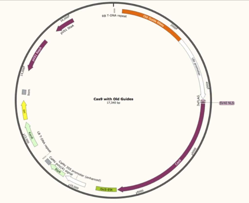 How to Plan a Restriction Cloning Experiment <em>In Silico</em>