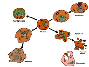 paraptosis-svg-2