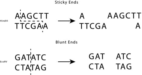 restriction enzymes