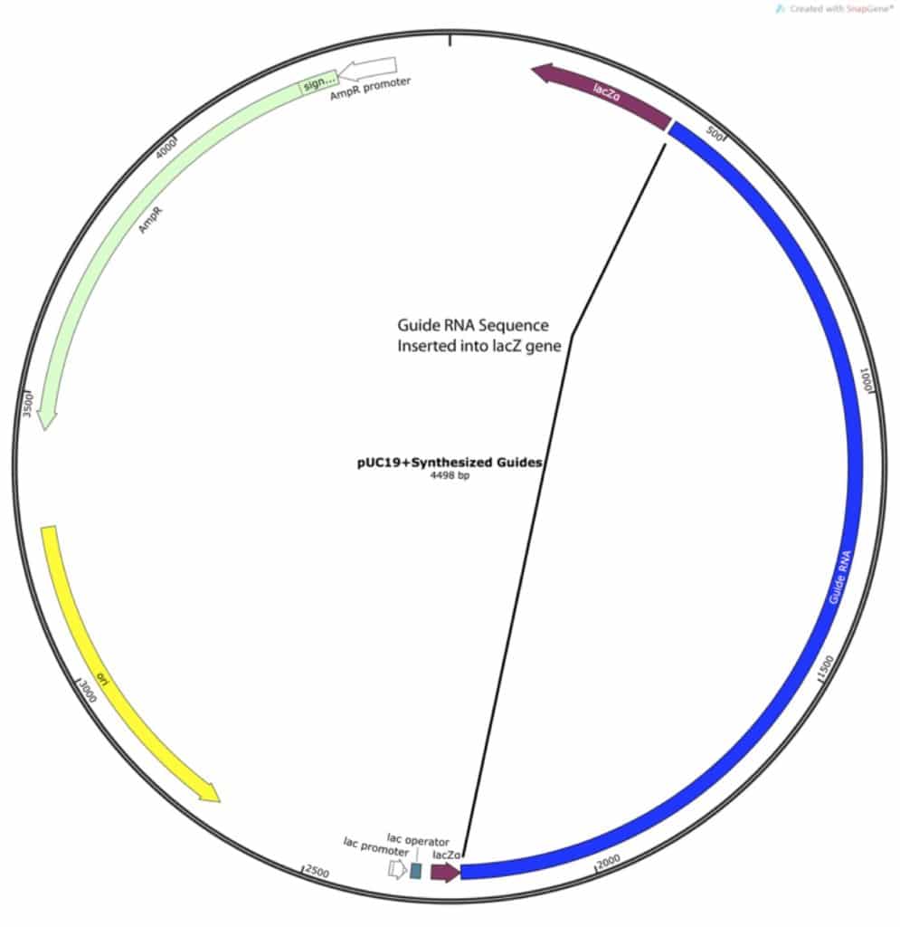 cloning-fig-2-copy