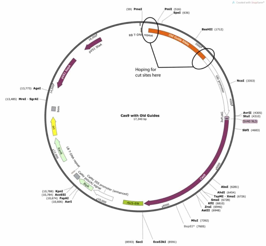 cloning-fig-3