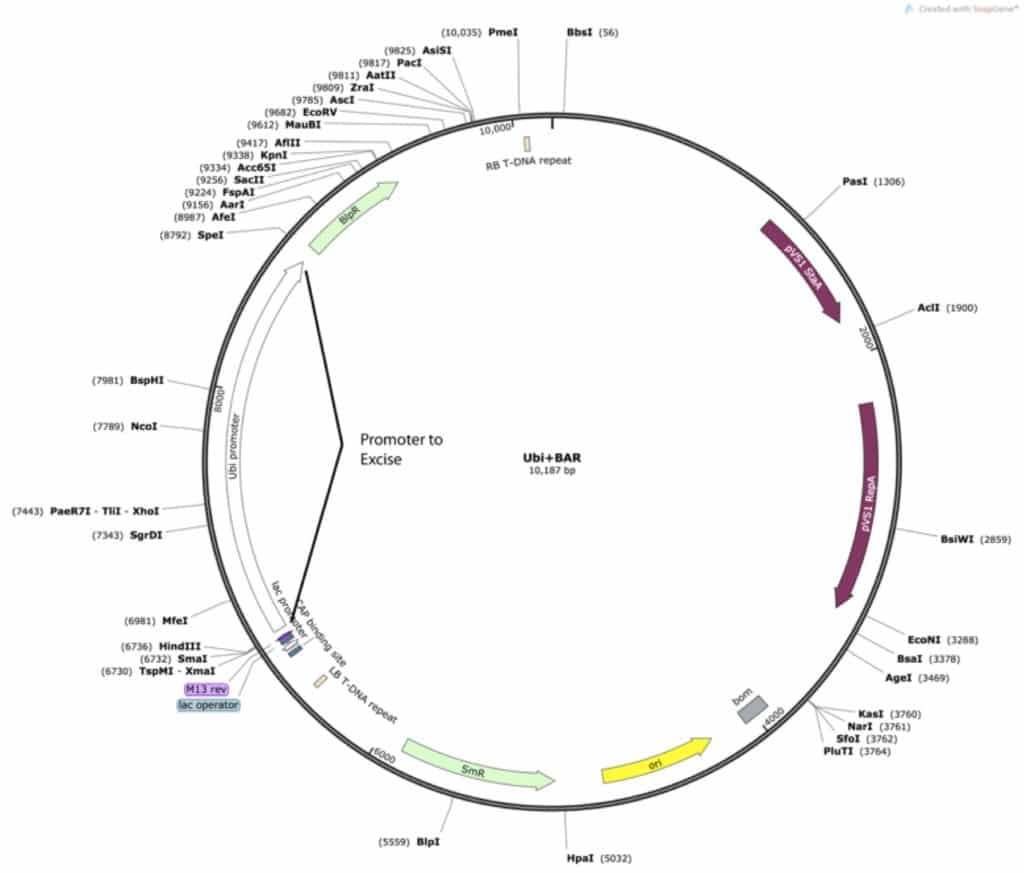 cloning-fig-4