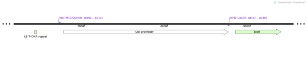 cloning-fig-5