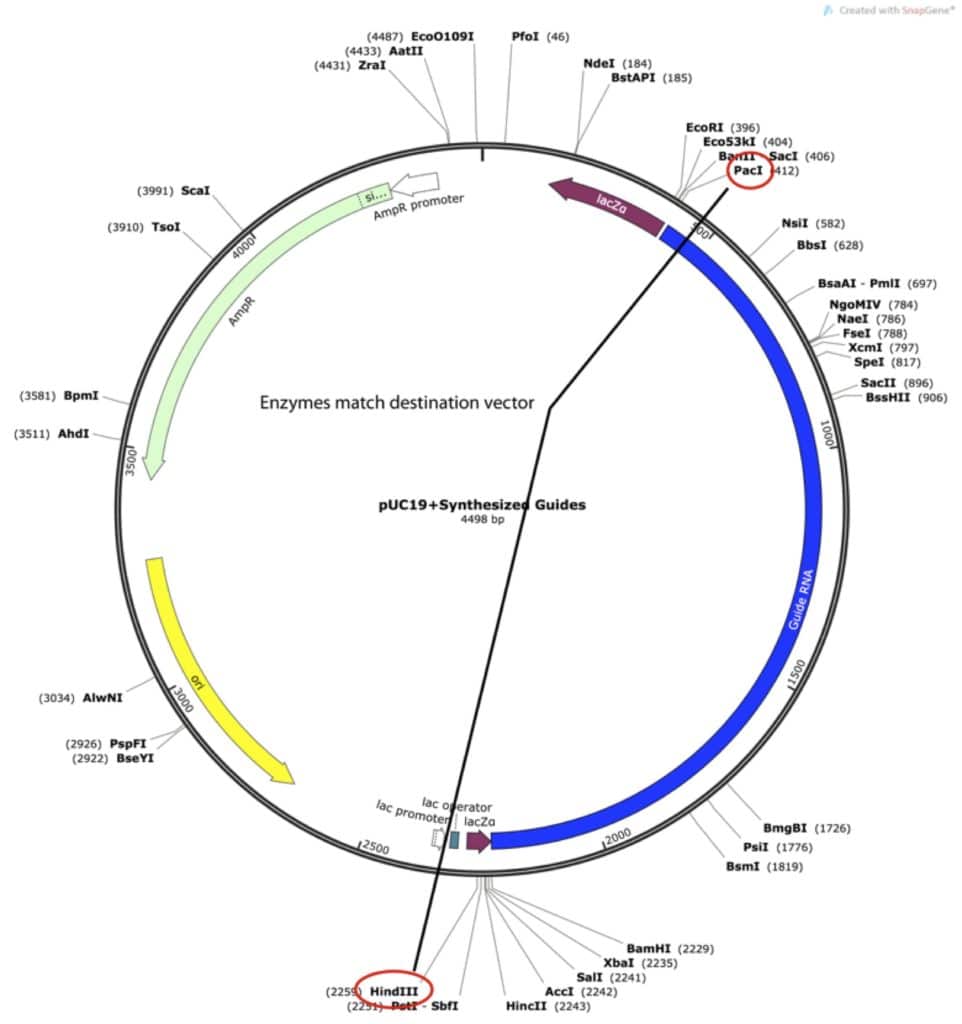 cloning-fig-6