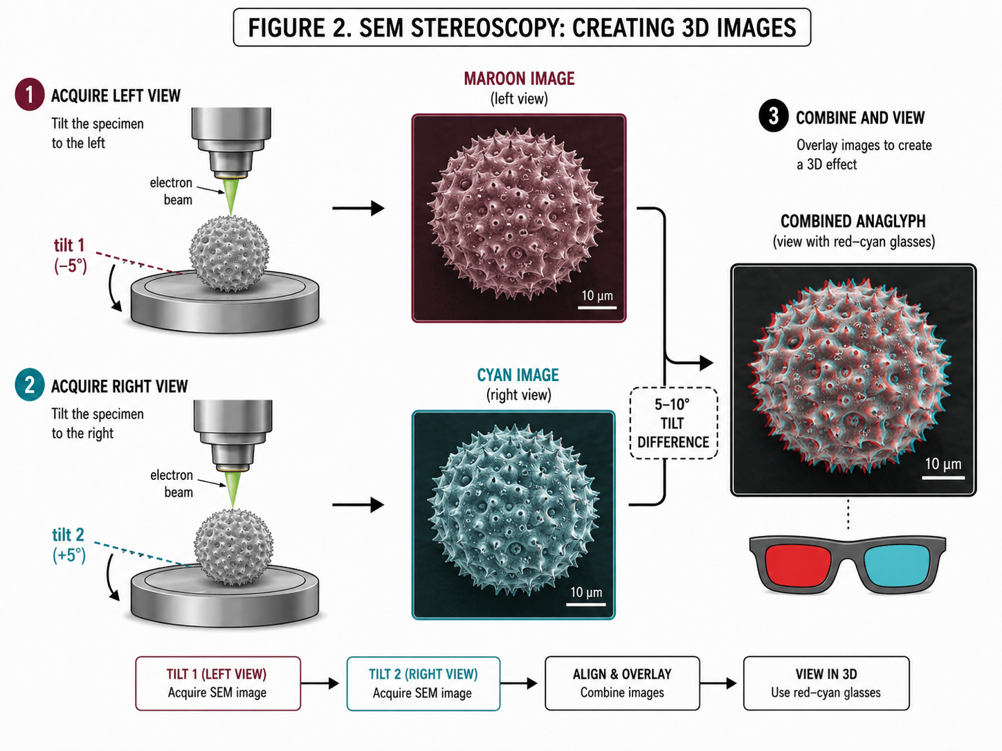 Three-Dimensional Scanning Electron Microscopy for Biology