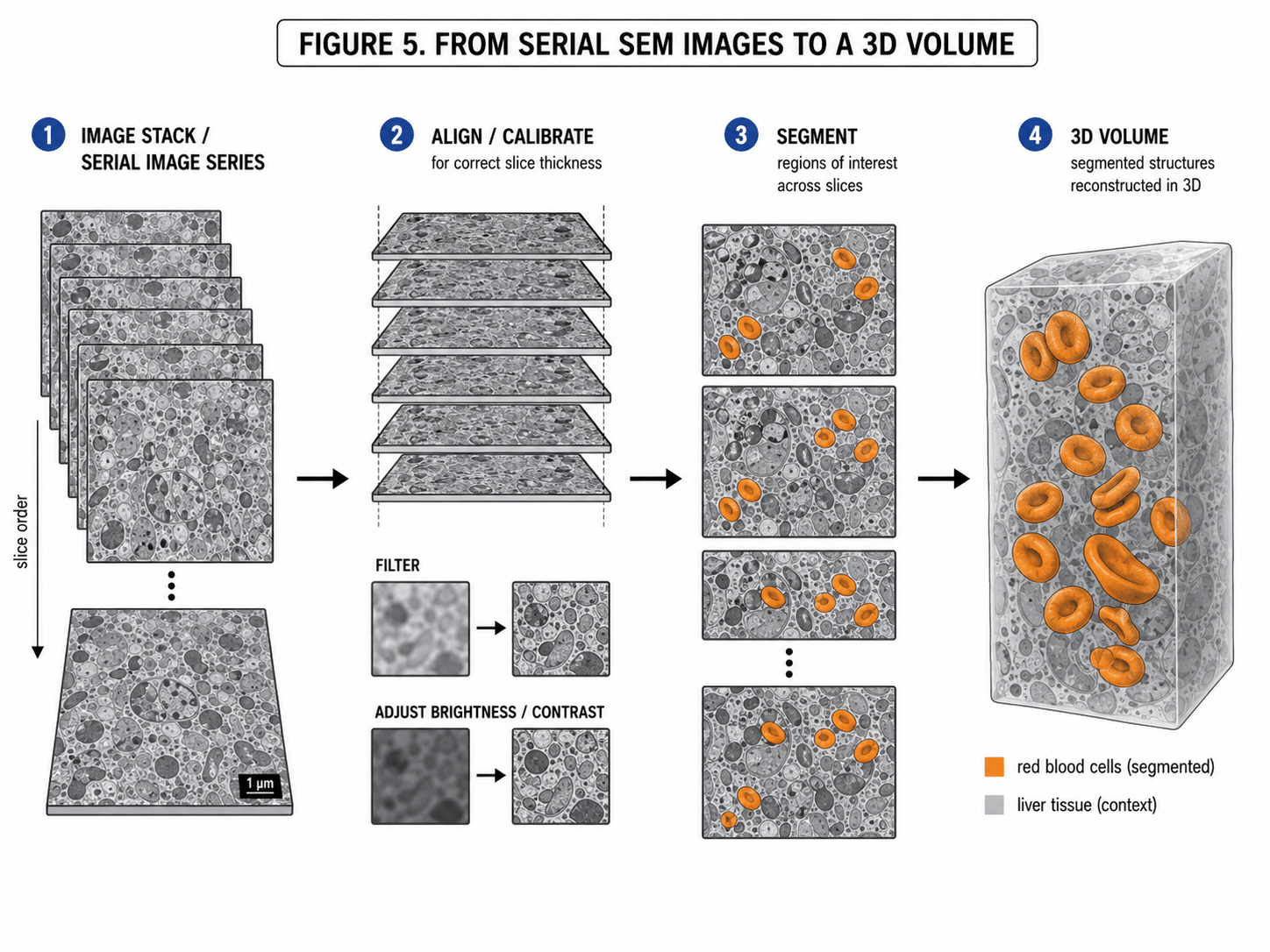 Three-Dimensional Scanning Electron Microscopy for Biology