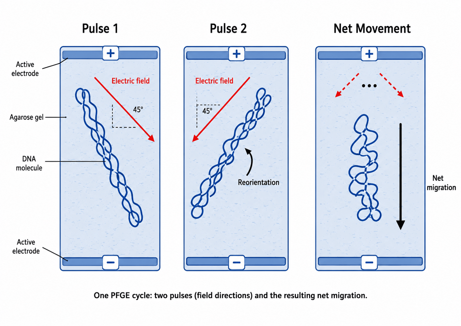 Pulsed-Field Gel Electrophoresis: The Basics PLUS Tips and Tricks