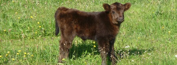 calf intestinal phosphatase