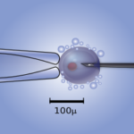 image of microinjection as one way to deliver CRISPR