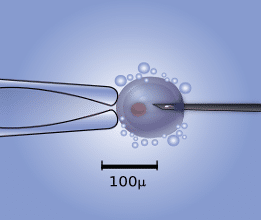 image of microinjection as one way to deliver CRISPR