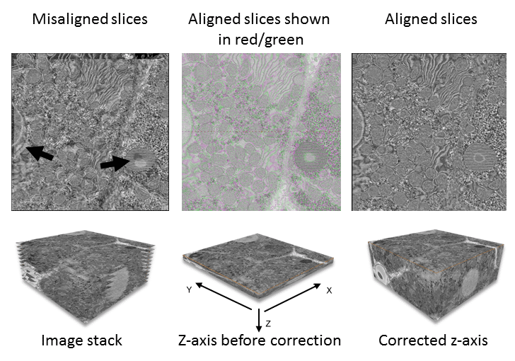 Data Analysis for Three-dimensional Volume Scanning Electron Microscopy