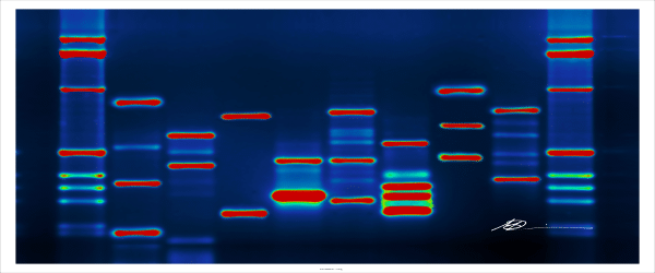 Cloning Large or Complex DNA Fragments