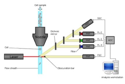 Hydrodynamic Focusing in Flow Cytometry