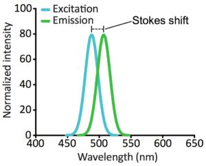 Excitation and emission spectra for GFP. 