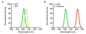 Examples of bad and good fluorophore pairs.