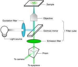  Basic components of and light path through an inverted fluorescence microscope using the excitation and emission wavelengths of GFP as an example.